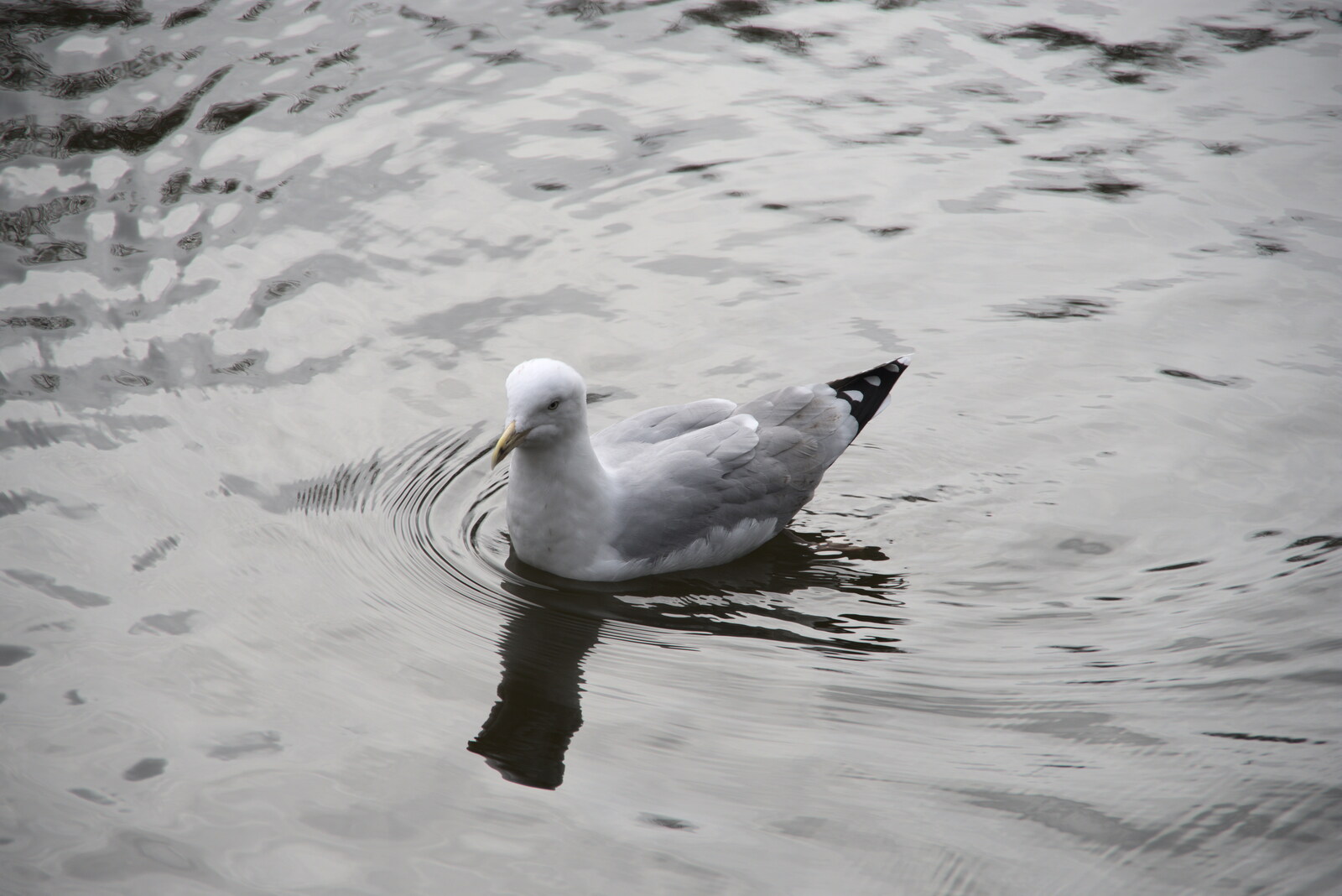 The Dead Zoo, Dublin, Ireland - 17th February 2023: A Common Gull floats around on the pond