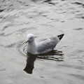 A Common Gull floats around on the pond, The Dead Zoo, Dublin, Ireland - 17th February 2023