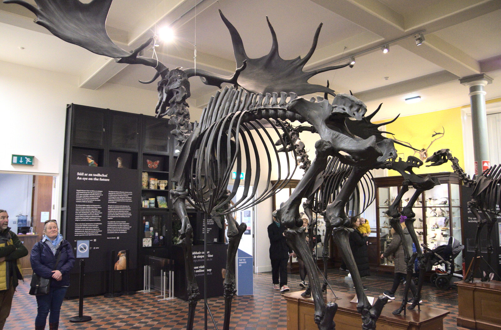 The Dead Zoo, Dublin, Ireland - 17th February 2023: The skeleton of a giant Irish deer