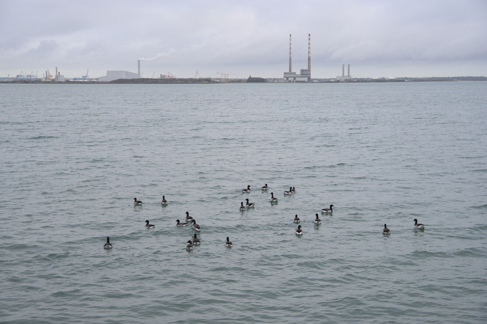 The End of the Breffni, Blackrock, Dublin - 18th February 2023: A load of geese float around in Dublin Bay