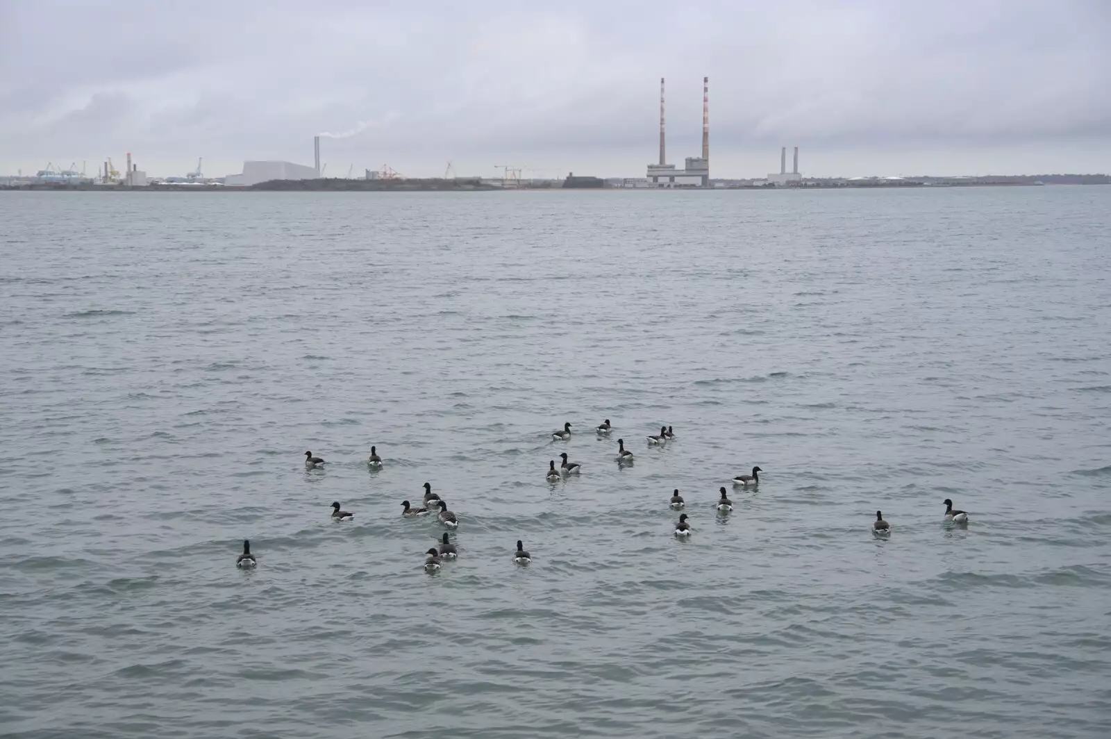 A load of geese float around in Dublin Bay, from The End of the Breffni, Blackrock, Dublin - 18th February 2023