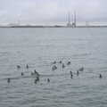 A load of geese float around in Dublin Bay, The End of the Breffni, Blackrock, Dublin - 18th February 2023