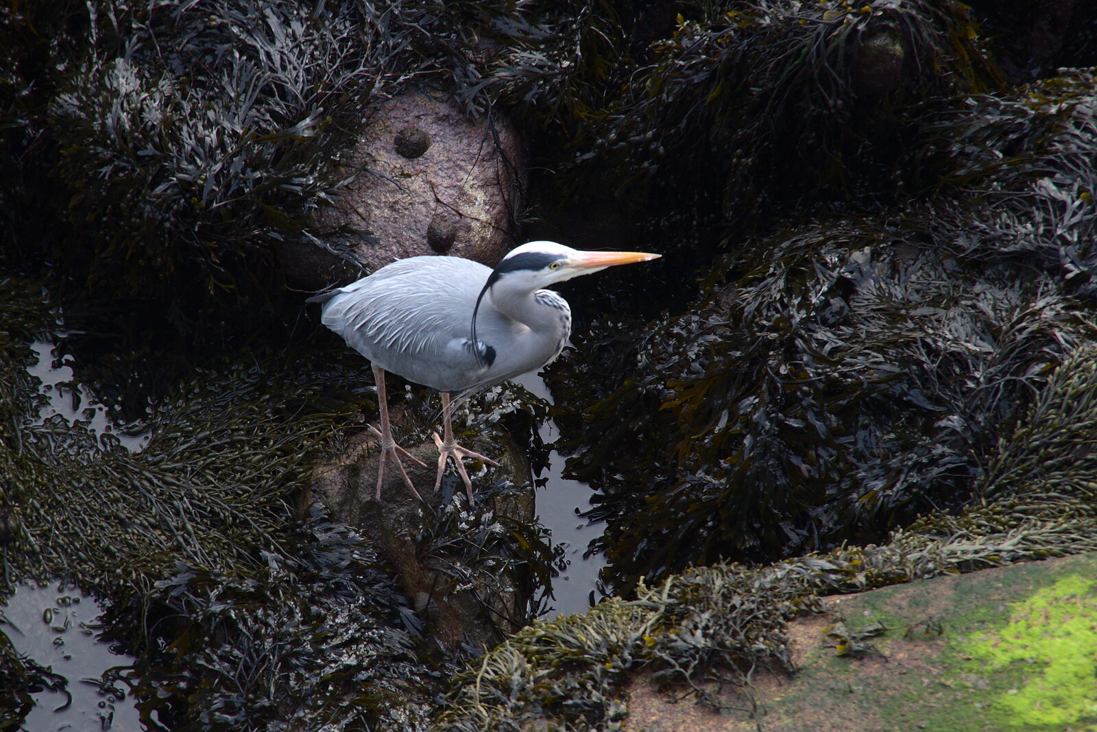 The End of the Breffni, Blackrock, Dublin - 18th February 2023: There's a heron in the rocks
