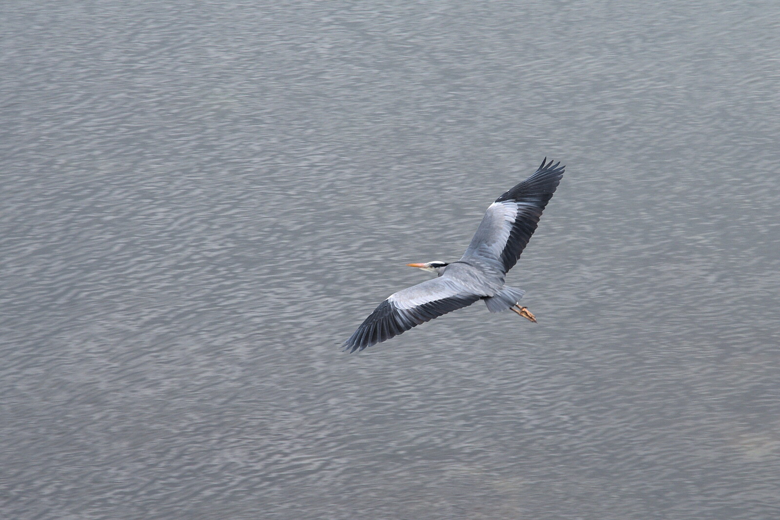 The End of the Breffni, Blackrock, Dublin - 18th February 2023: The heron takes flight over the sea