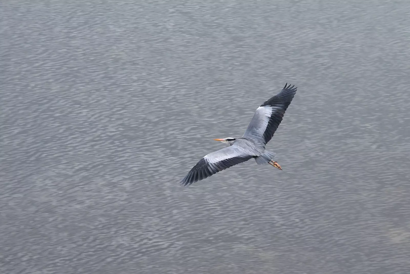 The heron takes flight over the sea, from The End of the Breffni, Blackrock, Dublin - 18th February 2023