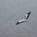 The heron takes flight over the sea, The End of the Breffni, Blackrock, Dublin - 18th February 2023