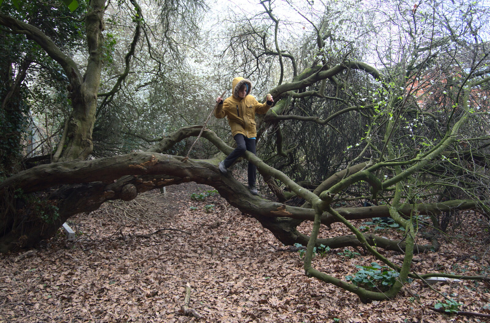 A Short Walk in the Woods, Eye, Suffolk - 4th March 2023: Harry up in the tree by the old railway line