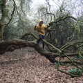 Harry up in the tree by the old railway line, A Short Walk in the Woods, Eye, Suffolk - 4th March 2023