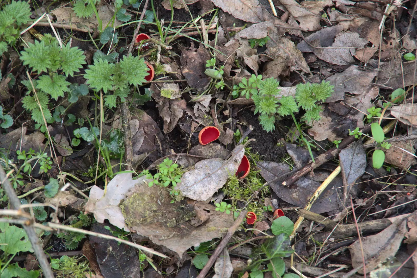 The Scarlet Elf Cup mushrooms are back, from A Short Walk in the Woods, Eye, Suffolk - 4th March 2023