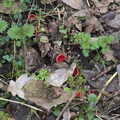 The Scarlet Elf Cup mushrooms are back, A Short Walk in the Woods, Eye, Suffolk - 4th March 2023