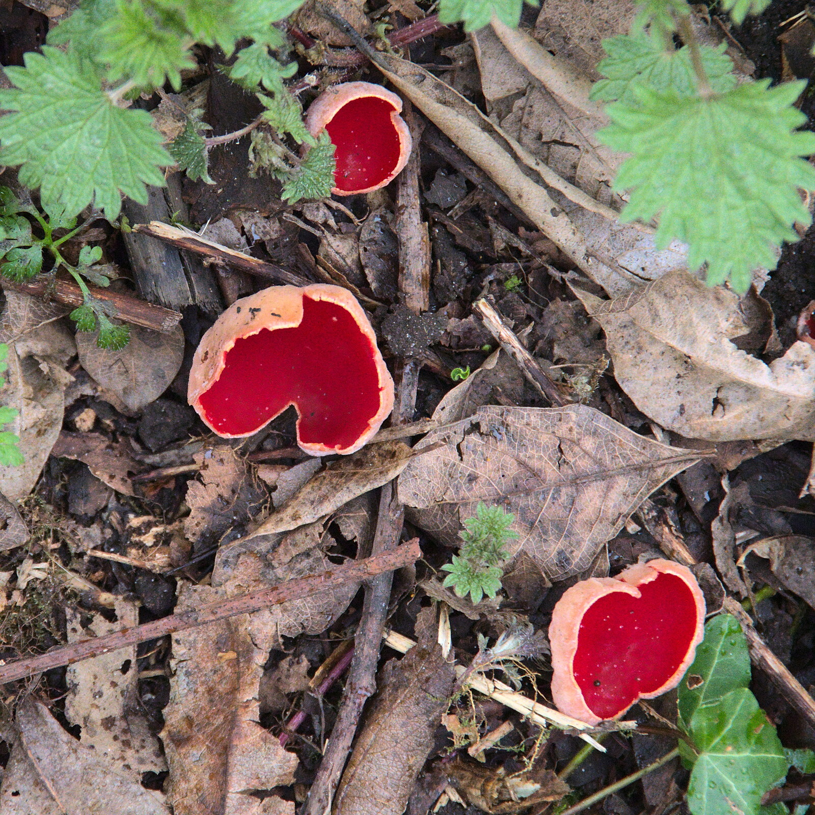 A Short Walk in the Woods, Eye, Suffolk - 4th March 2023: A close-up of some Scarlet Elfcap mushrooms