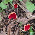 A close-up of some Scarlet Elfcap mushrooms, A Short Walk in the Woods, Eye, Suffolk - 4th March 2023