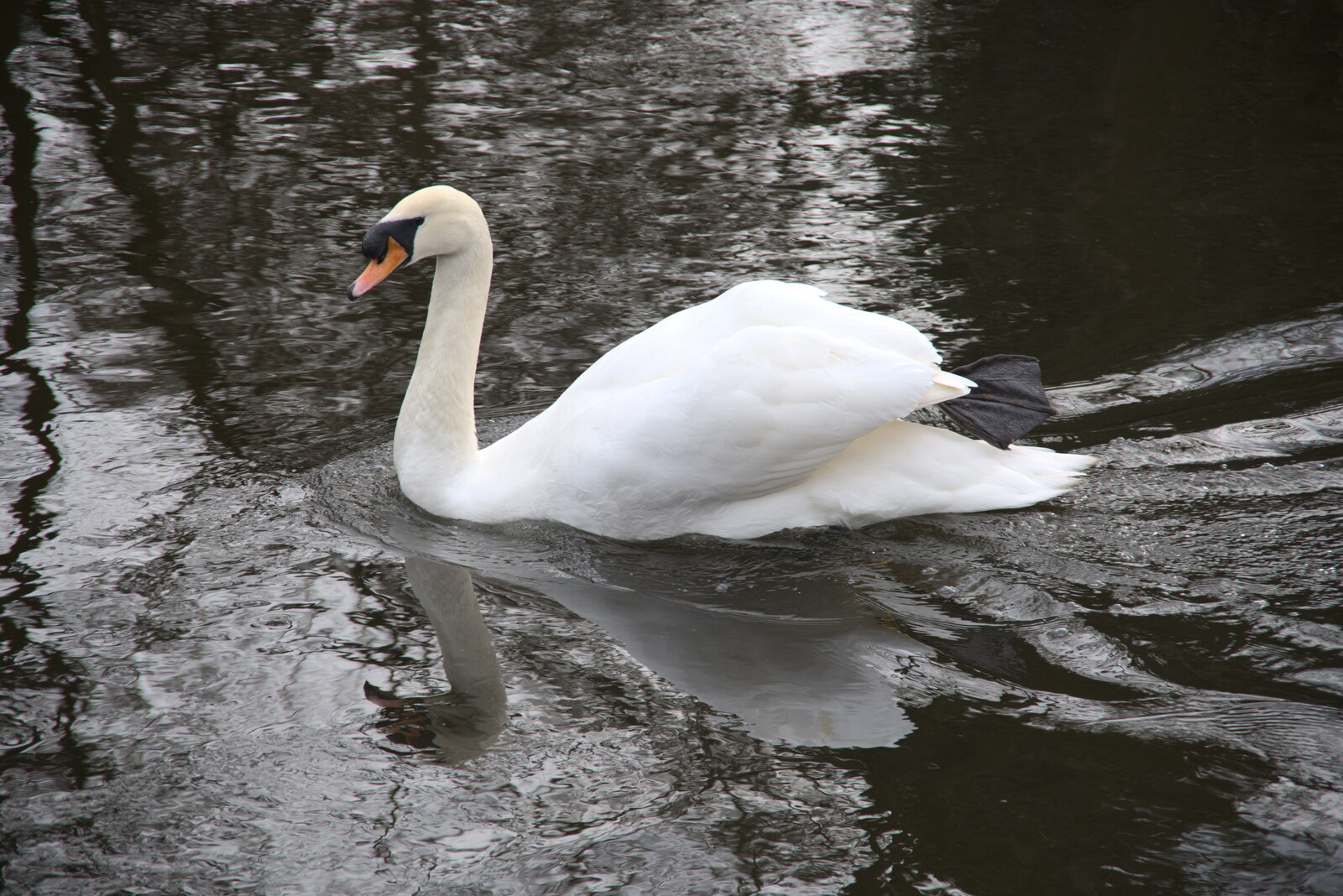 A swan does a one-legged swim from A Postcard from Thetford, Norfolk - 15th March 2023