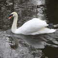 A swan does a one-legged swim, A Postcard from Thetford, Norfolk - 15th March 2023
