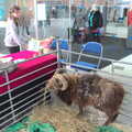 There's a horned sheep outside The Forum, It's a Stitch Up: A Trip to Norwich, Norfolk - 18th March 2023