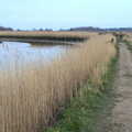 Reeds, and the River Alde, Fred and the Orchestra, Snape Maltings, Suffolk - 5th April