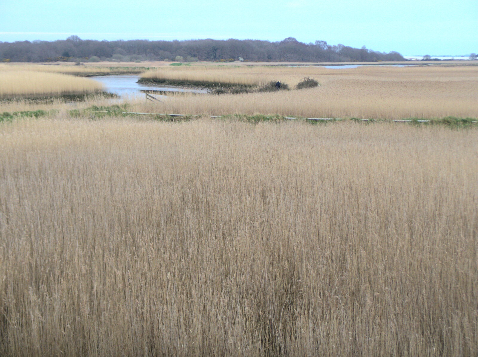 The reed beds, looking towards the coast from Fred and the Orchestra, Snape Maltings, Suffolk - 5th April