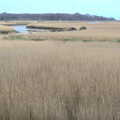 The reed beds, looking towards the coast, Fred and the Orchestra, Snape Maltings, Suffolk - 5th April