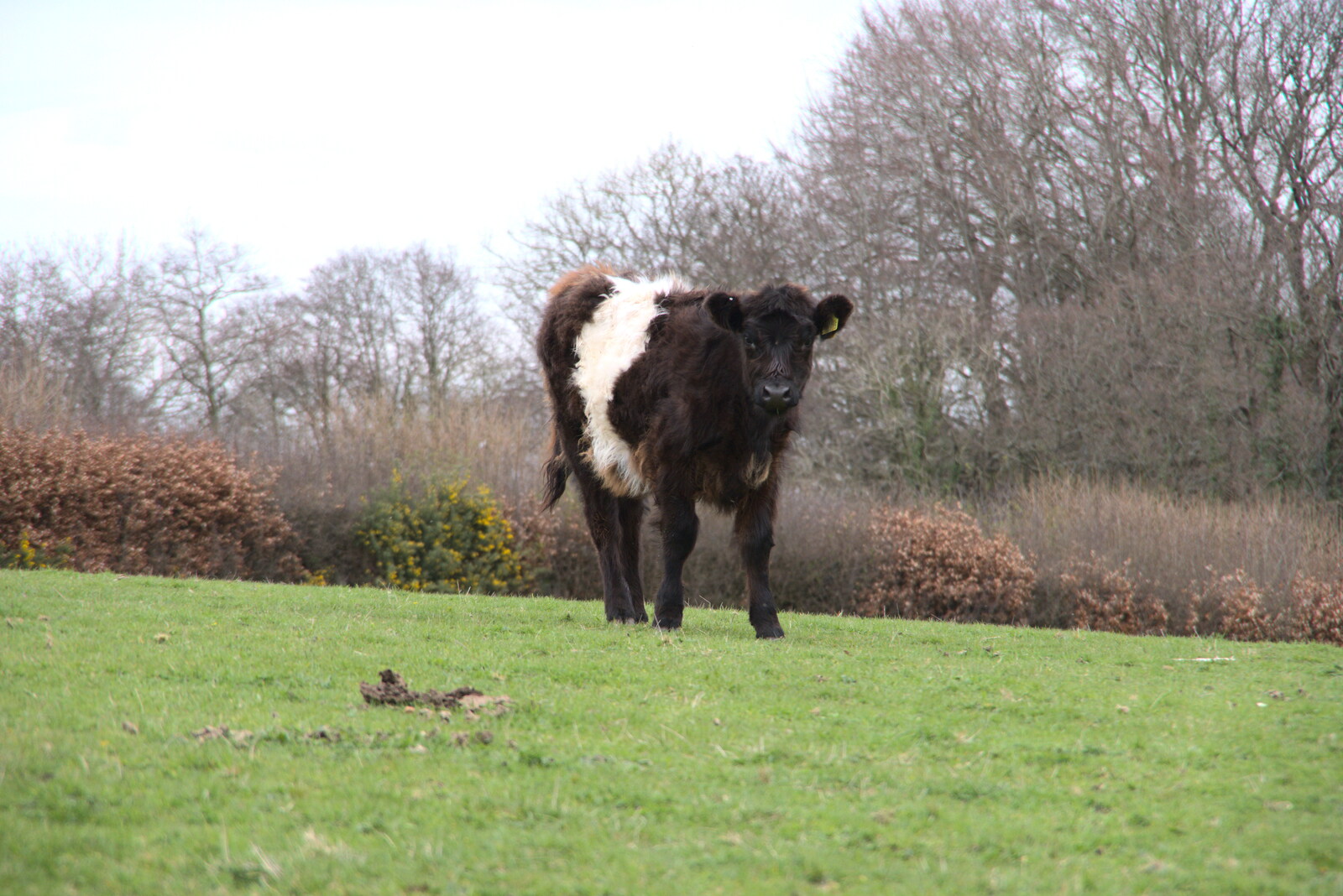 A hairy cow on a hill from Easter in South Zeal and Moretonhampstead, Devon - 9th April