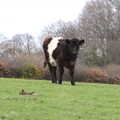 A hairy cow on a hill, Easter in South Zeal and Moretonhampstead, Devon - 9th April