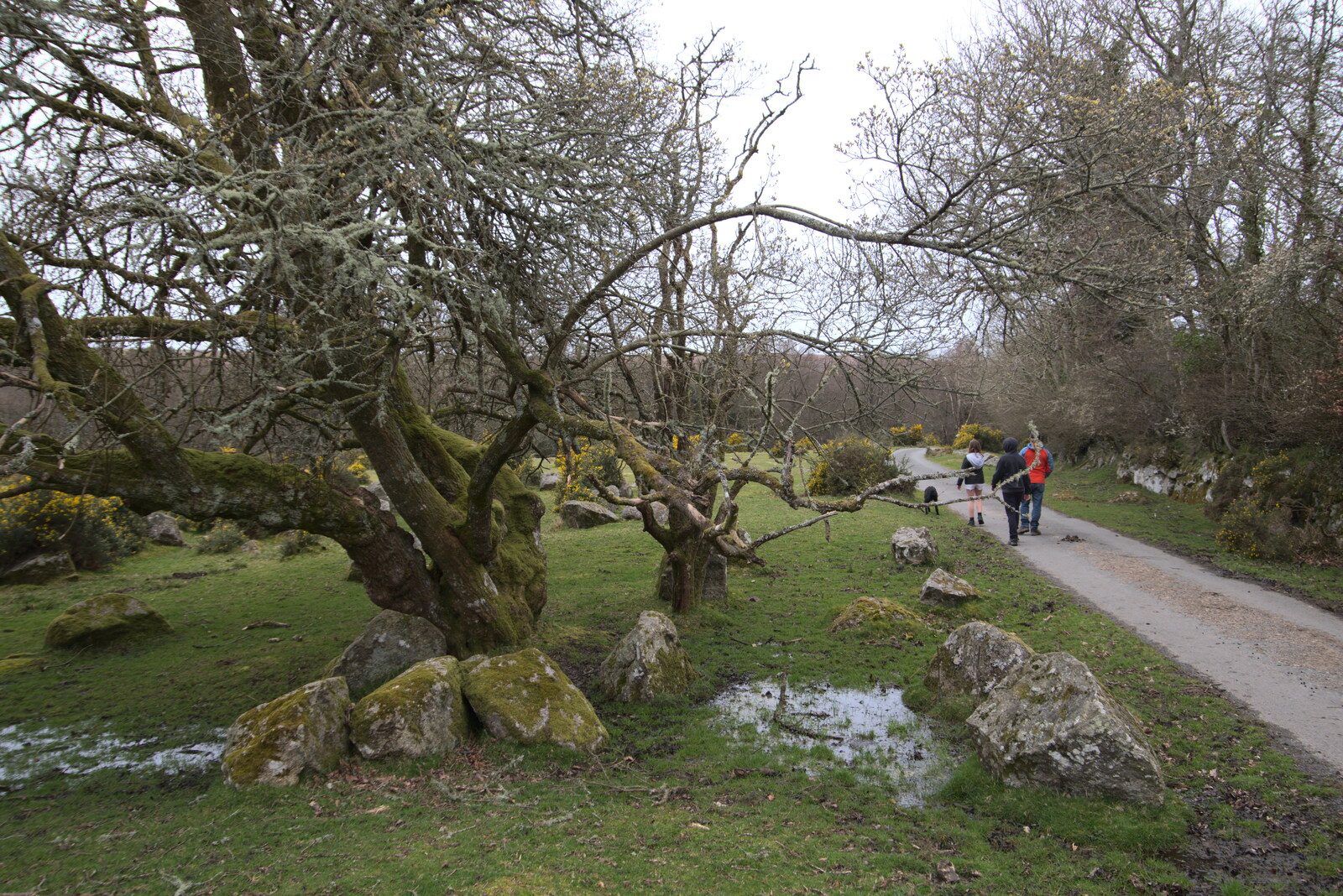 A gnarly tree near Little Ensworthy from Easter in South Zeal and Moretonhampstead, Devon - 9th April