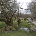 A gnarly tree near Little Ensworthy, Easter in South Zeal and Moretonhampstead, Devon - 9th April
