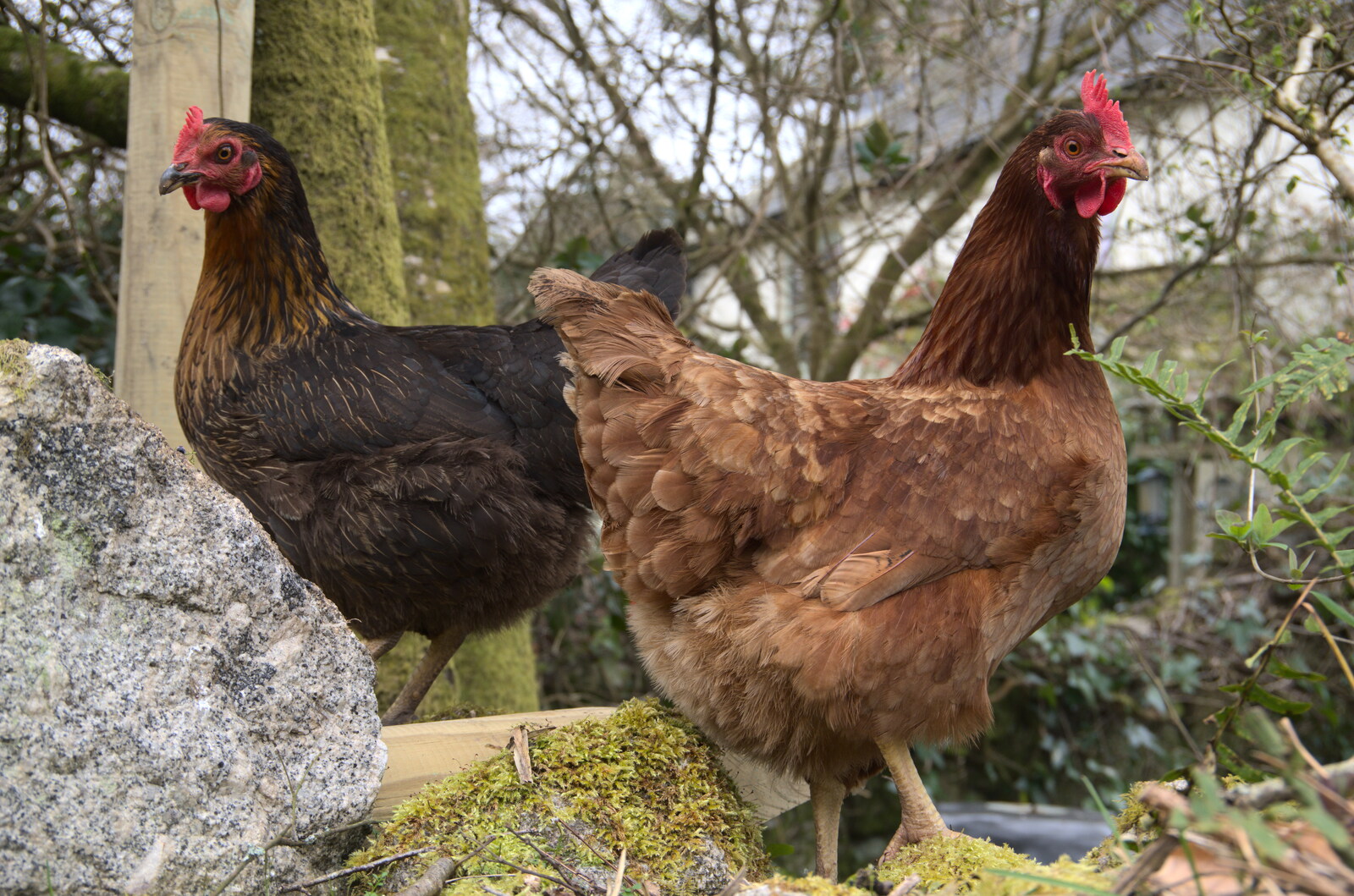 A couple of chickens strut on a wall from Easter in South Zeal and Moretonhampstead, Devon - 9th April