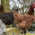 A couple of chickens strut on a wall, Easter in South Zeal and Moretonhampstead, Devon - 9th April