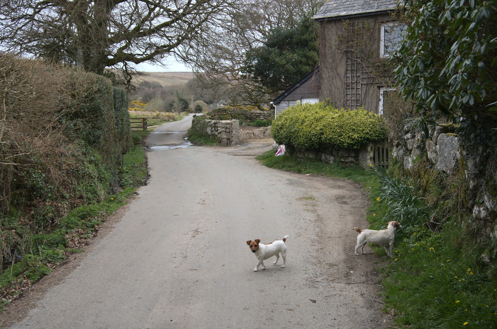 A pair of small dogs roam around on a lane from Easter in South Zeal and Moretonhampstead, Devon - 9th April