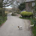 A pair of small dogs roam around on a lane, Easter in South Zeal and Moretonhampstead, Devon - 9th April