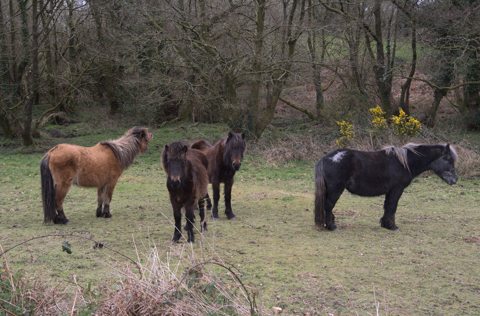 Some Dartmoor ponies hang around from Easter in South Zeal and Moretonhampstead, Devon - 9th April