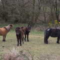 Some Dartmoor ponies hang around, Easter in South Zeal and Moretonhampstead, Devon - 9th April