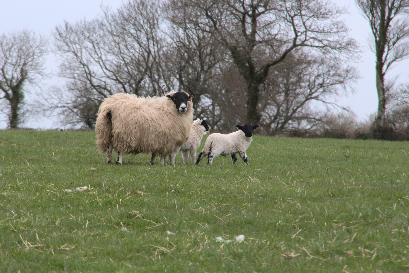 A sheep and lambs in a field near Moortown from Easter in South Zeal and Moretonhampstead, Devon - 9th April