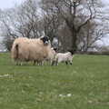 A sheep and lambs in a field near Moortown, Easter in South Zeal and Moretonhampstead, Devon - 9th April