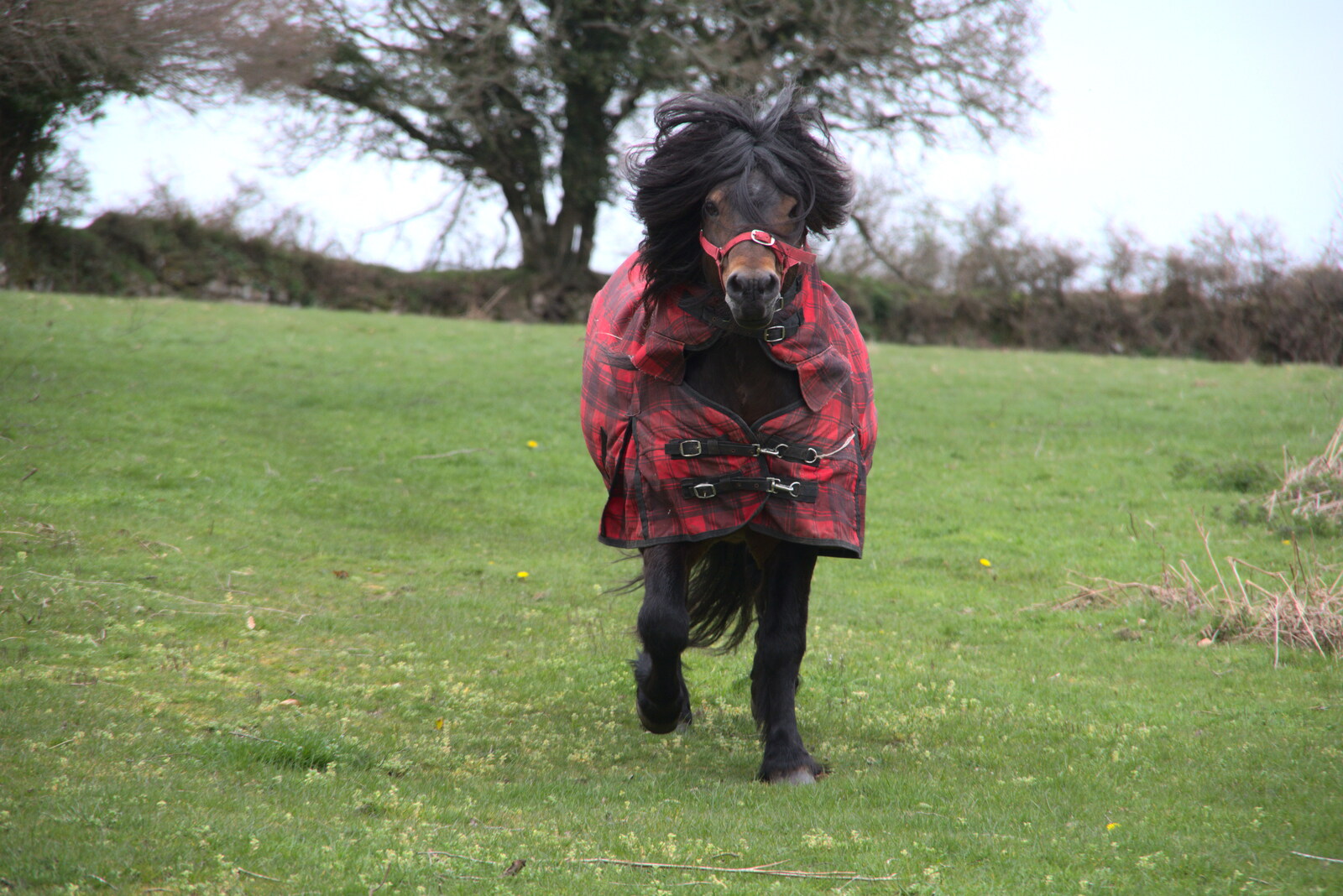 A very hairy pony trots over excitedly from Easter in South Zeal and Moretonhampstead, Devon - 9th April
