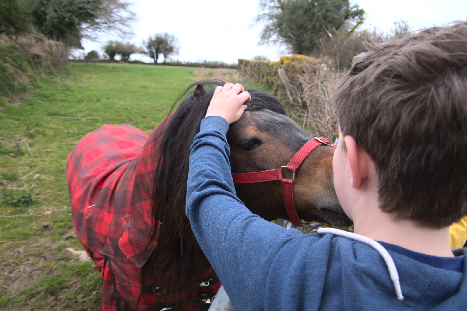 Fred gives the hairy pony a scratch from Easter in South Zeal and Moretonhampstead, Devon - 9th April