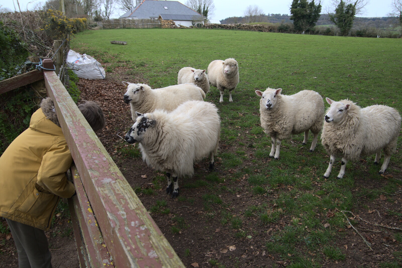Harry talks to some sheep from Easter in South Zeal and Moretonhampstead, Devon - 9th April