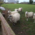 Harry talks to some sheep, Easter in South Zeal and Moretonhampstead, Devon - 9th April