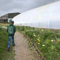 Fred roams around by a polytunnel, Chilli Farms, Okehampton and the Oxenham Arms, South Zeal, Devon - 10th April 2023