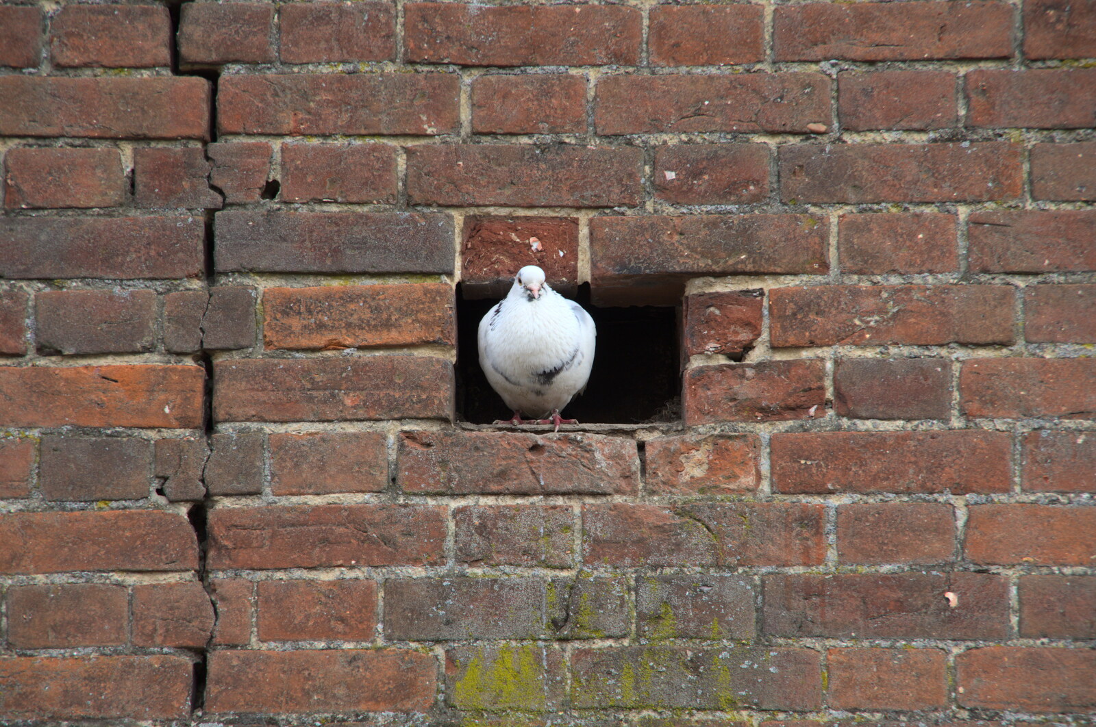 A pigeon sits in a hole in a wall from The Lost Pubs of Diss, Norfolk - 26th April 2023