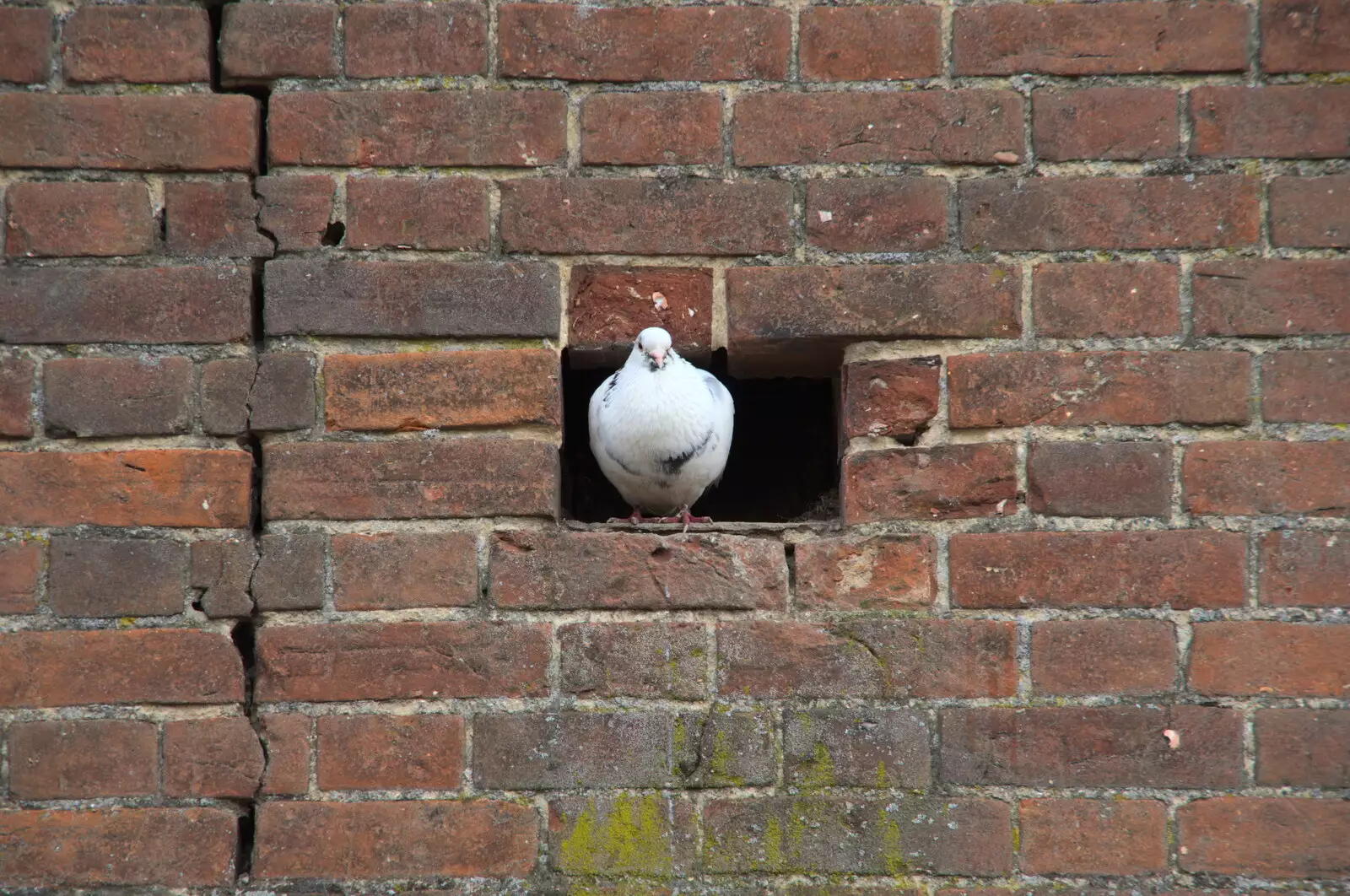 A pigeon sits in a hole in a wall, from The Lost Pubs of Diss, Norfolk - 26th April 2023