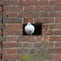 A pigeon sits in a hole in a wall, The Lost Pubs of Diss, Norfolk - 26th April 2023