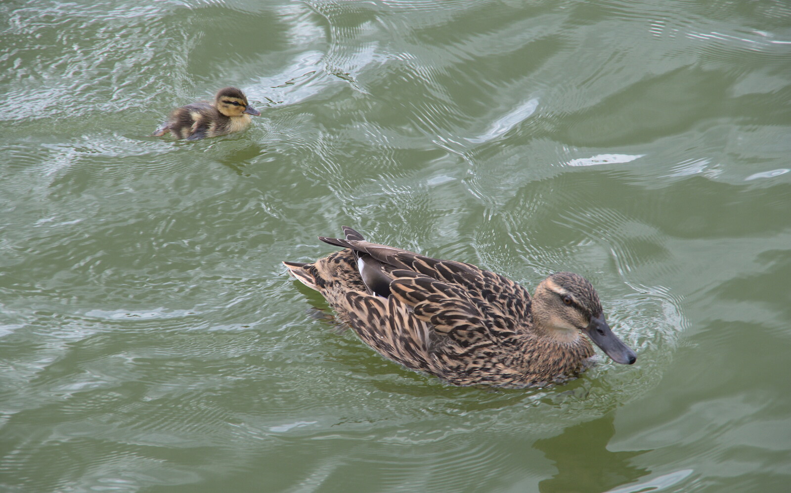 A fluffy duckling pootles after its mother from The Lost Pubs of Diss, Norfolk - 26th April 2023