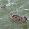 A fluffy duckling pootles after its mother, The Lost Pubs of Diss, Norfolk - 26th April 2023