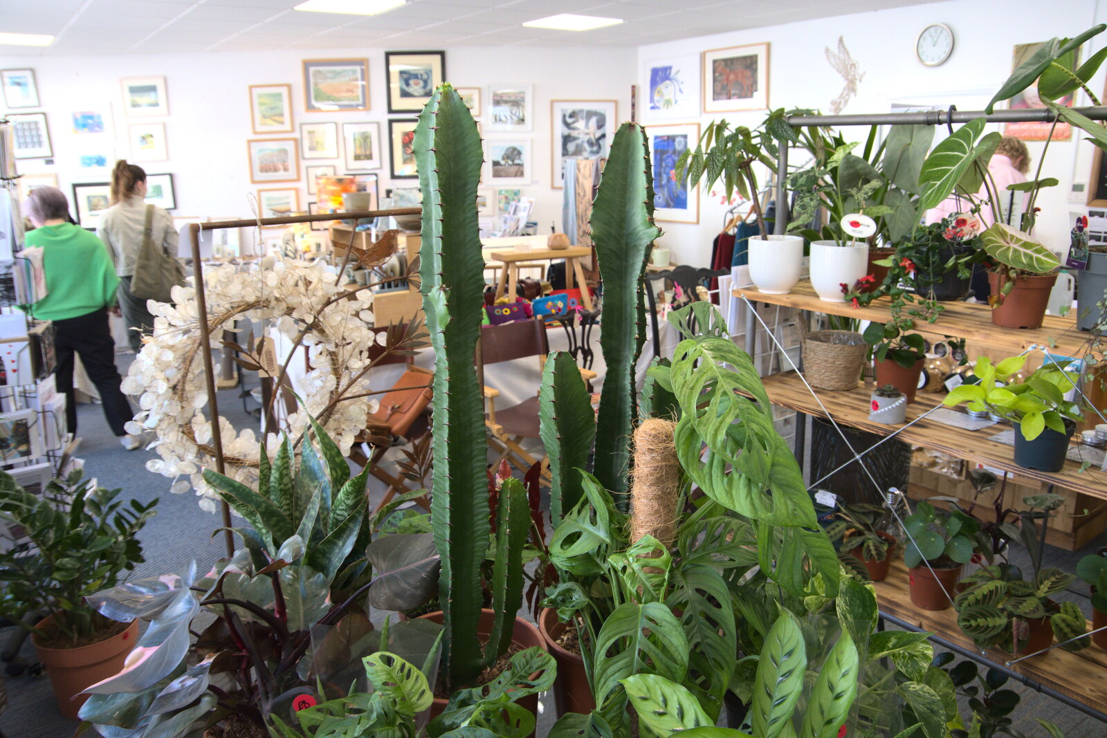 There are some new big cacti in the popup shop from Pizza at the Village Hall, Brome, Suffolk - 30th April 2023