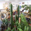 There are some new big cacti in the popup shop, Pizza at the Village Hall, Brome, Suffolk - 30th April 2023