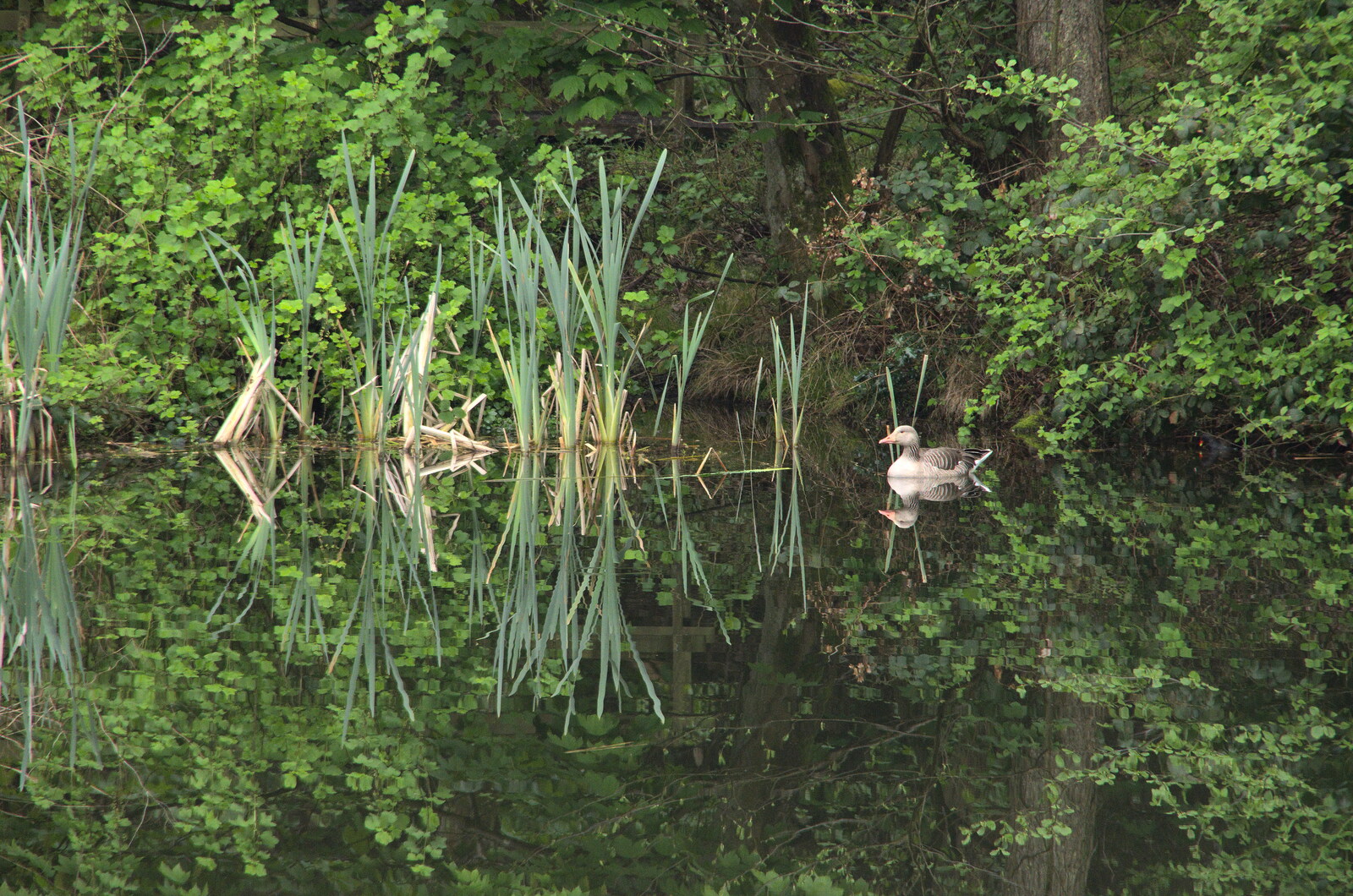 A small goose floats around on a mirror-like pond from A Coronation Camping Picnic, Kelling Heath, Norfolk - 6th May 2023