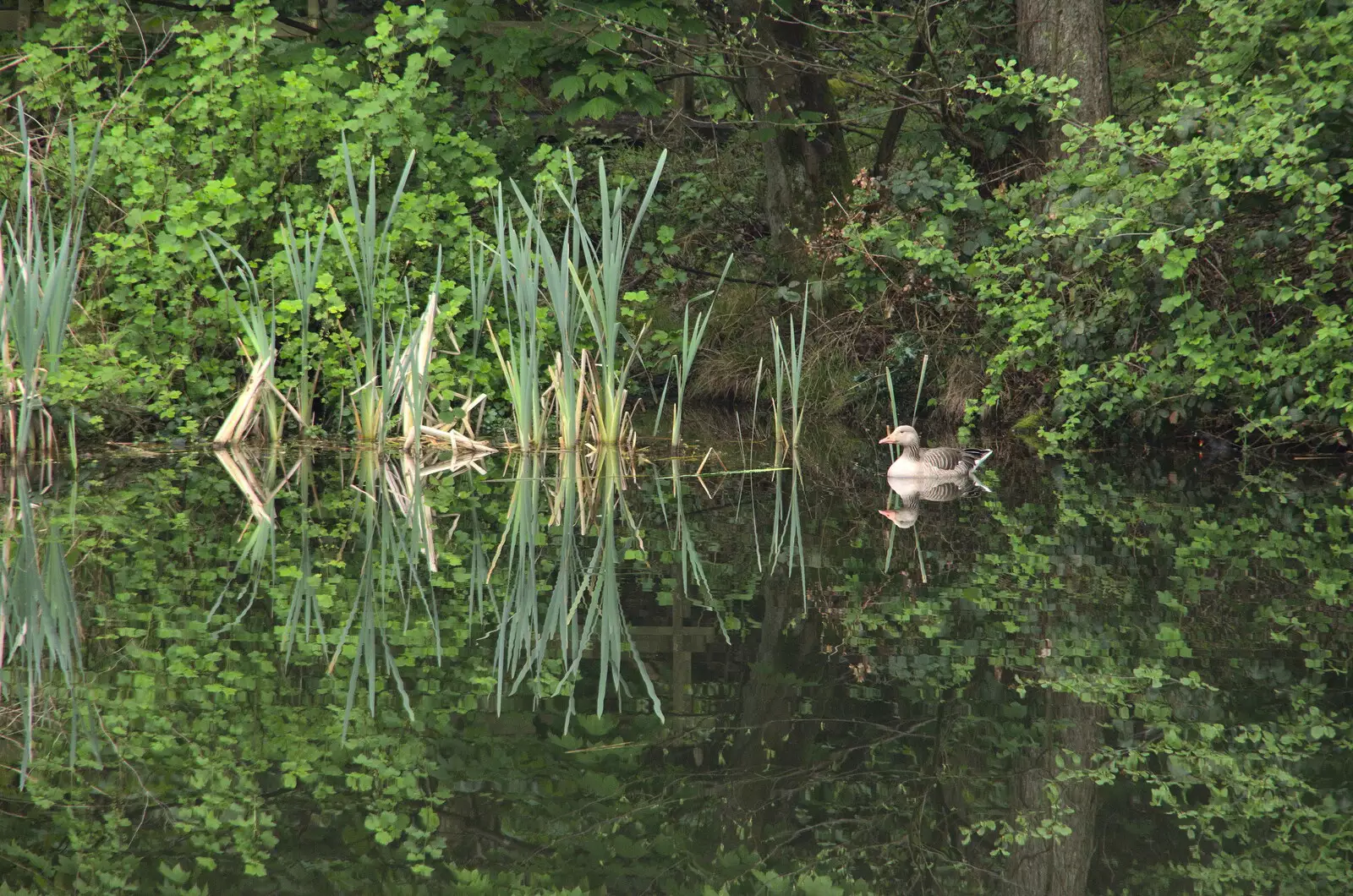 A small goose floats around on a mirror-like pond, from A Coronation Camping Picnic, Kelling Heath, Norfolk - 6th May 2023