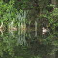 A small goose floats around on a mirror-like pond, A Coronation Camping Picnic, Kelling Heath, Norfolk - 6th May 2023
