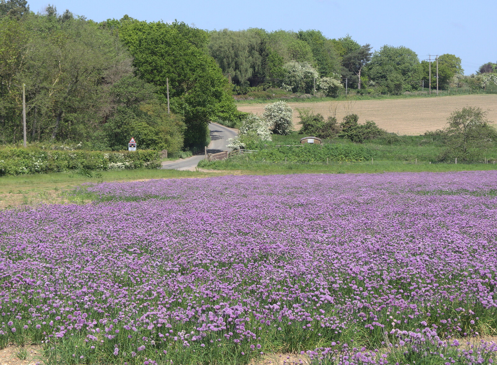 A field of purple near Crossing Road in Palgrave from The BSCC at Rushall, South Lopham and Redgrave - 25th May 2023